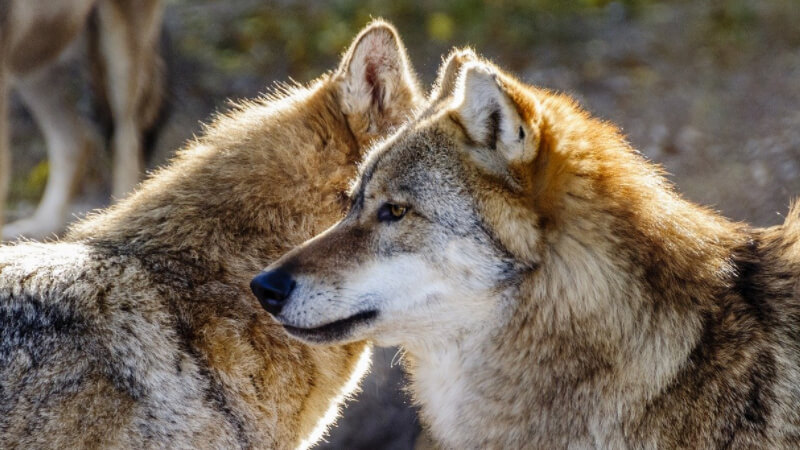 Two male wolves are fighting，symbolizing Sitecore vs Adobe AEM